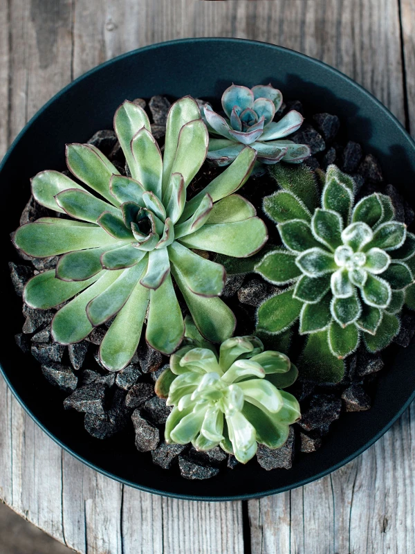 A black Manufacture bowl on a wooden table as a planter for succulents.