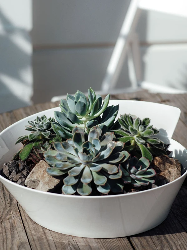 Een witte NewWave schaal op een houten tafel als plantenbak voor vetplanten.