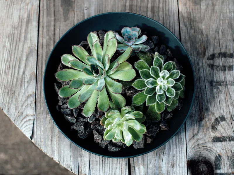 Une coupe Manufacture noire posée sur une table en bois utilisée comme bac à fleurs pour des succulentes.