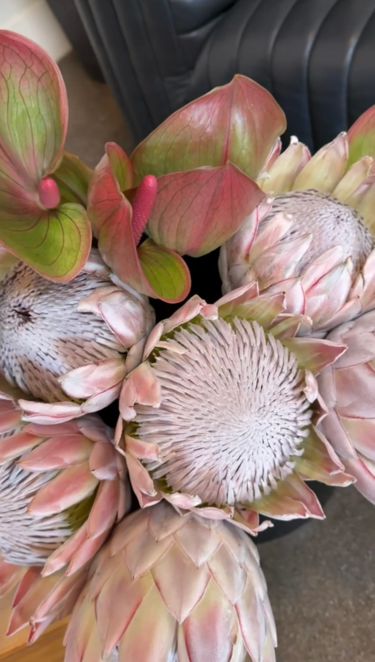 King Protea Flowers Close-up bouquet of blush pink and cream protea flowers with feathery centers and green-pink leaves, arranged against a black leather seat.